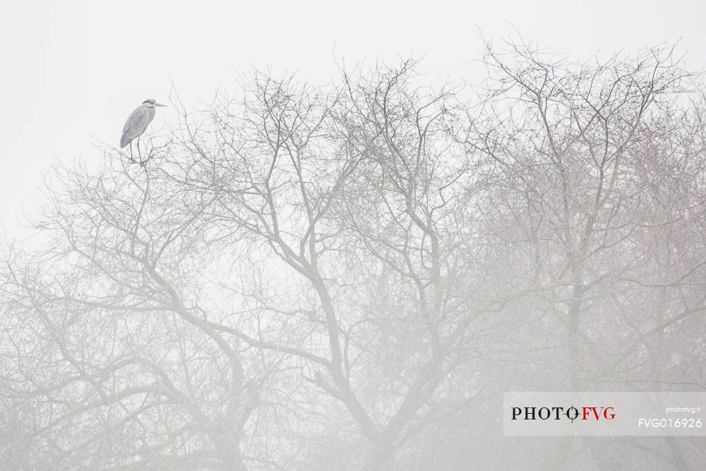 Ardea cinerea -  a grey heron perched on a tree surrounded by fog