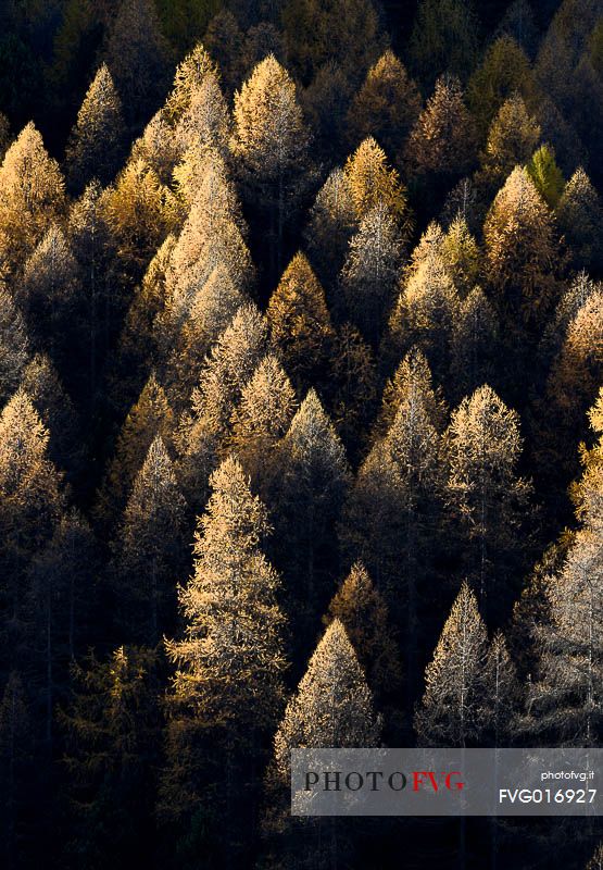 Larix  - larches in autumn sunset