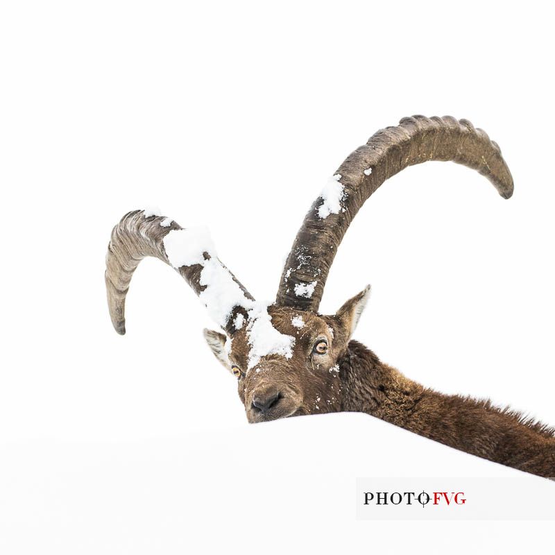 capra ibex - a portrait of this magnificent animal