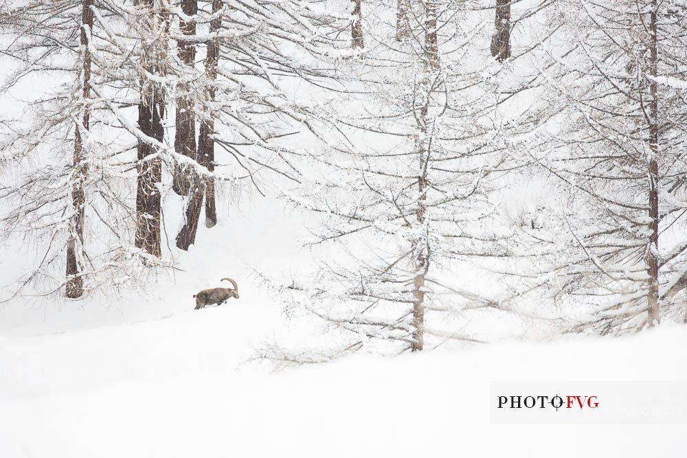 Alpine ibex (capra ibex ) in a total white enviroment