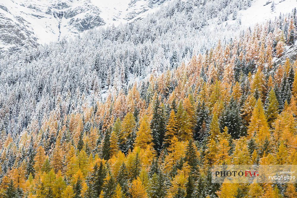 Larix  - larches in autumn sunset