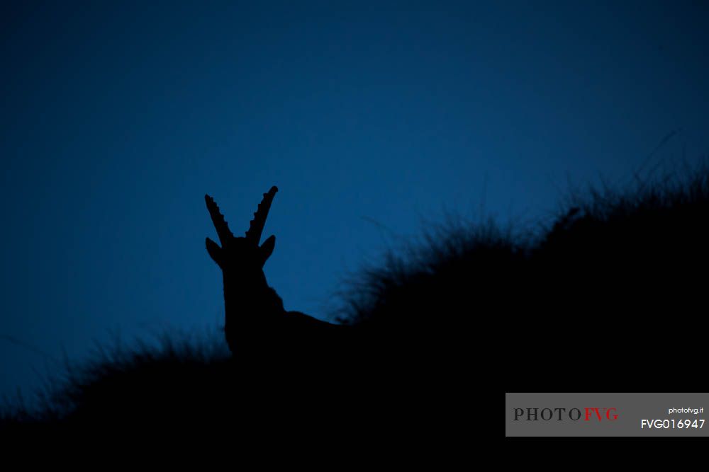 Alpine ibex silhouette 