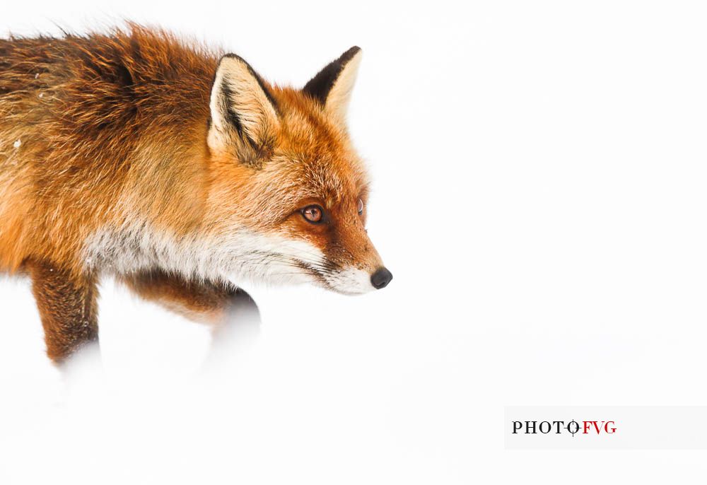 Vulpes vulpes 
A red fox following tracks