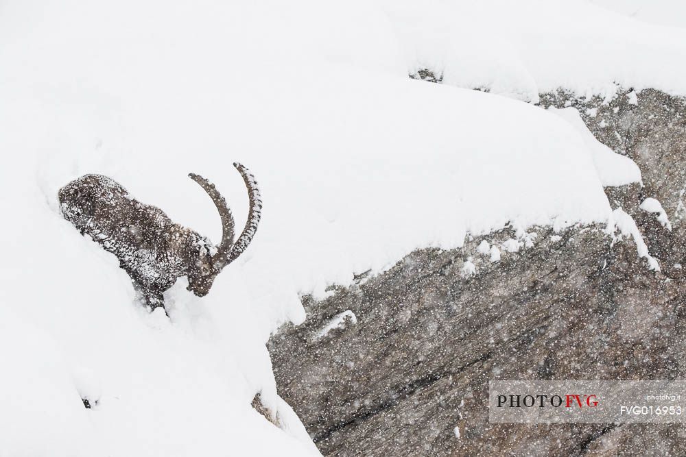 Alpine ibex (capra ibex ) in a total white enviroment