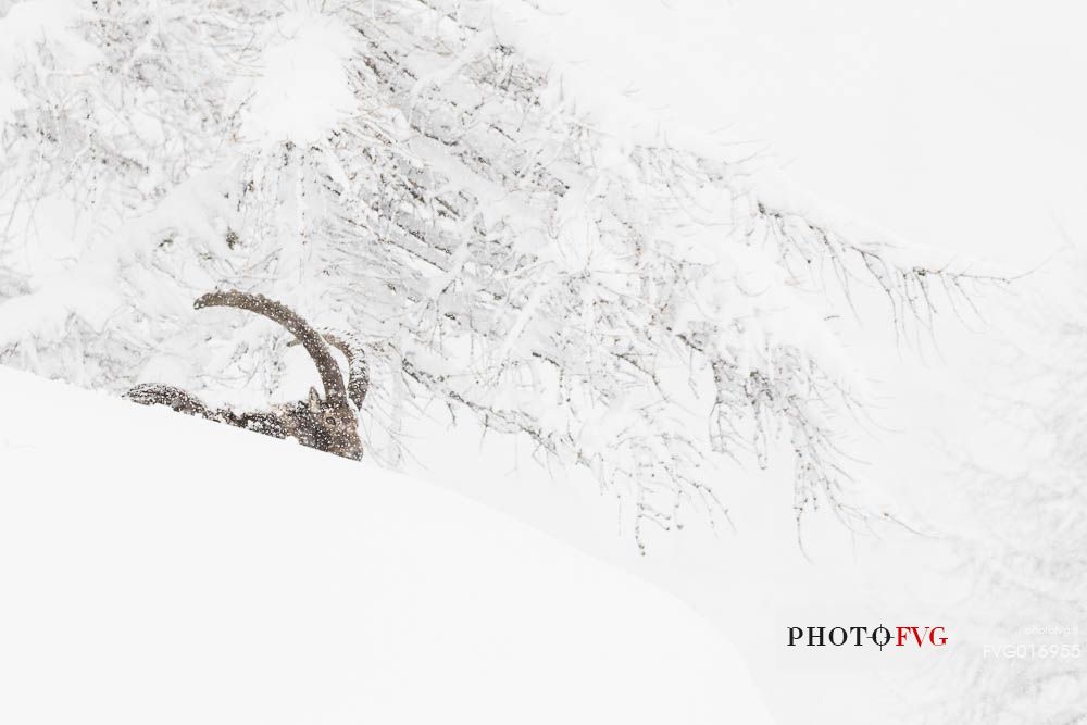 Alpine ibex (capra ibex ) in a total white enviroment
