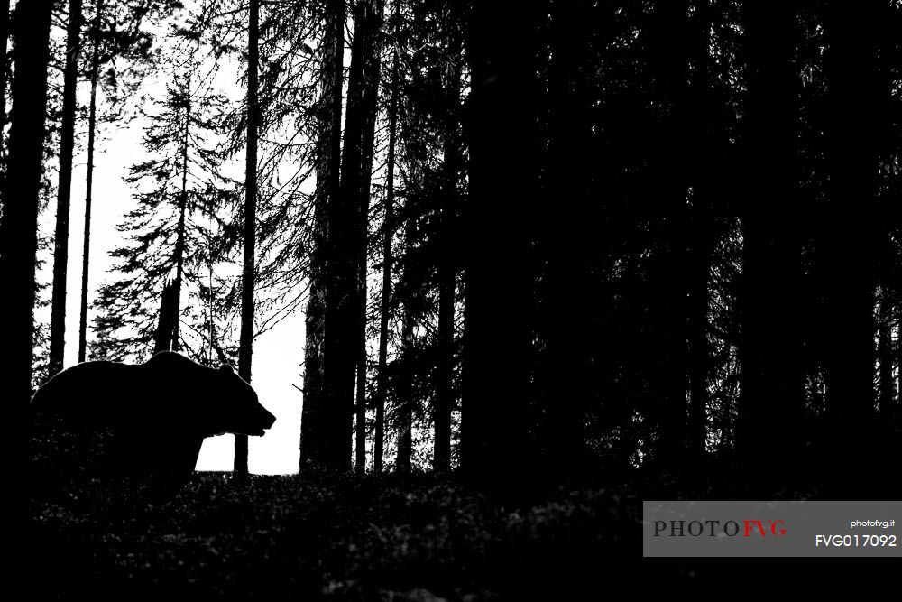 Ursus_arctos
A wild brown bear silhouette