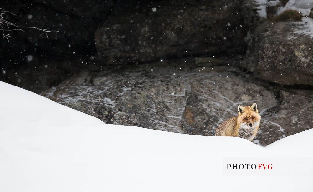 vulpes_vulpes
A red fox looking at me from his den