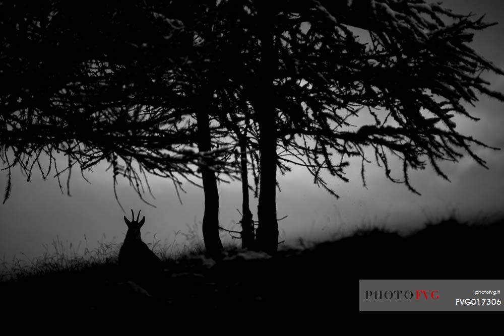 Alpine Chamois (Rupicapra rupicapra ) silhouette at dawn