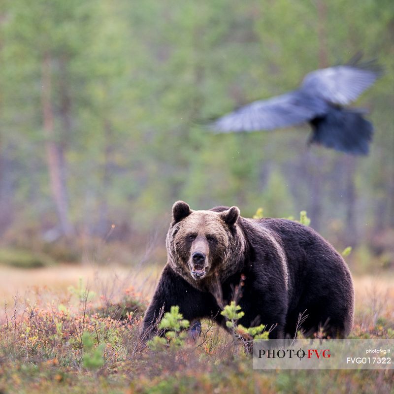 A wild brown bear (Ursus arctos) looking at a Landing raven