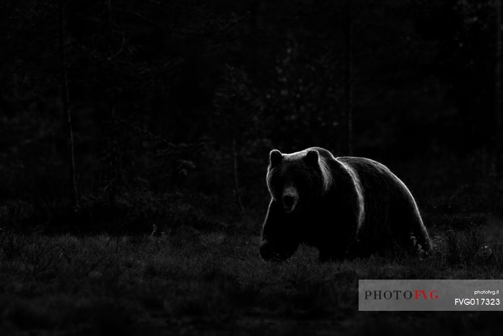 A backlit brown bear (Ursus arctos) walking in the taiga