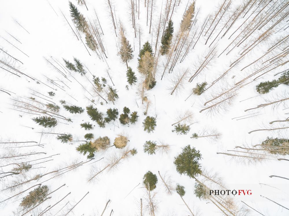 Aerial shot of a forest near Bosco gurin, Switzerland