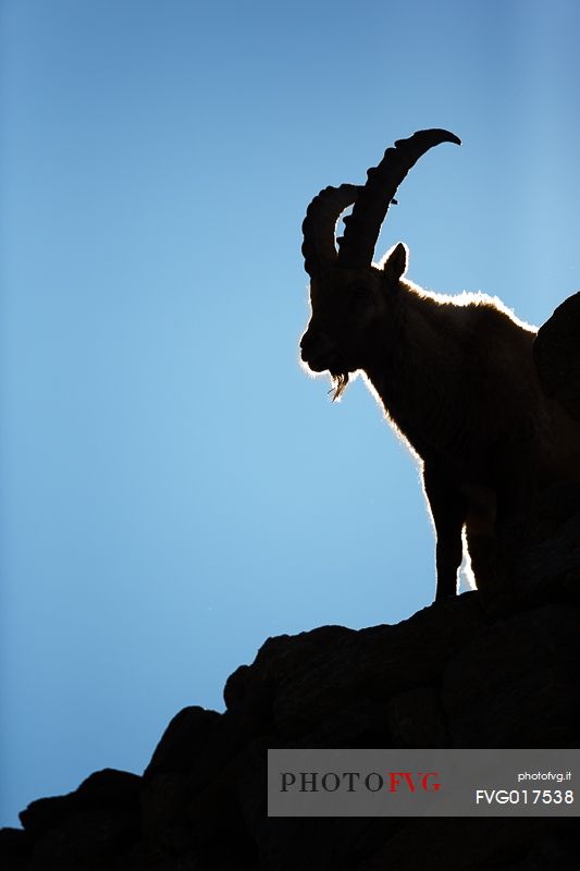 The golden shape of a backlit alpine ibex