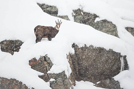 rupicapra rupicapra
Alpine Chamois under the snow