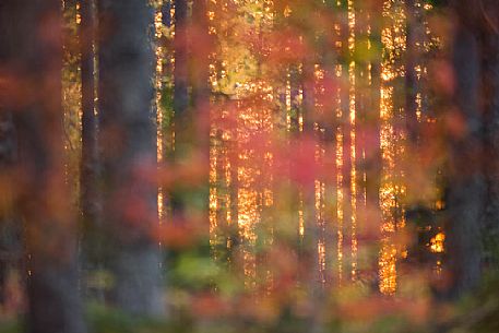 The beautiful lowlight of sunset in the boreal forest through autumn colors The beautiful lowlight of sunset in the boreal forest through autumn colors
