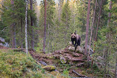 Ursus arctos - a wild brown bear in the boreal forest