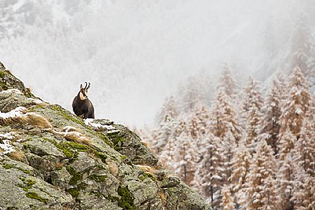 rupicapra rupicapra -alpine chamois in the autumn panorama of valsavarenche, gran paradiso national park