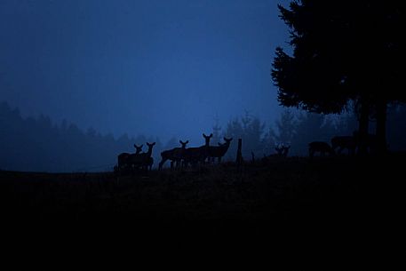 Cervus elaphus - a group of female deer at blue hour in the cansiglio forest
