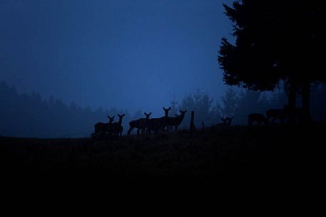 Cervus elaphus - a group of female deer at blue hour in the cansiglio forest Cervus elaphus - a group of female deer at blue hour in the cansiglio forest