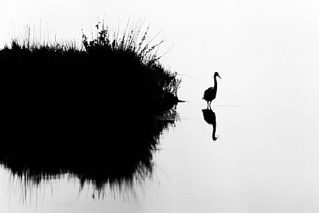 egretta garzetta monochrome reflection