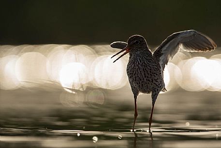 Tringa totanus moving with the out of focus reflections of the sun as backround