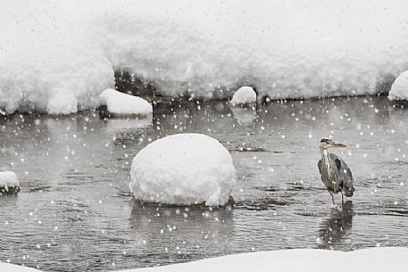 ardea cinerea-a grey heron photographed under the snow along a river in gran paradiso national park