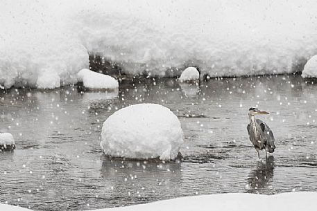 ardea cinerea-a grey heron photographed under the snow along a river in gran paradiso national park ardea cinerea-a grey heron photographed under the snow along a river in gran paradiso national park