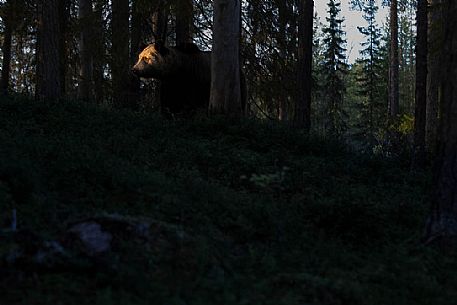 Ursus acrctos - A last ray of light ona bear face