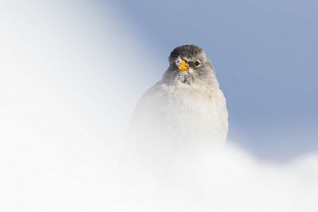 Montifringilla nivalis - a white winged snowfinch seen trough the snow