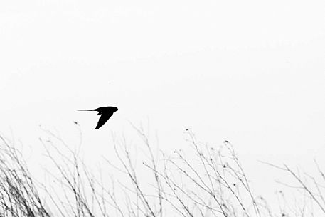 Hirundo rustica - a swallow in flight over the fields