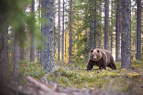 Ursus arctos - the first sighting of a wild brown bear in the boreal forest a moment i'll never forget