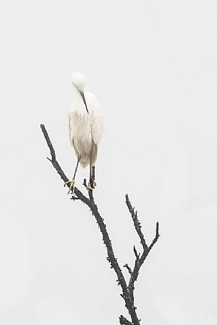egretta garzetta - i saw the beauty of a simple and quiet composition