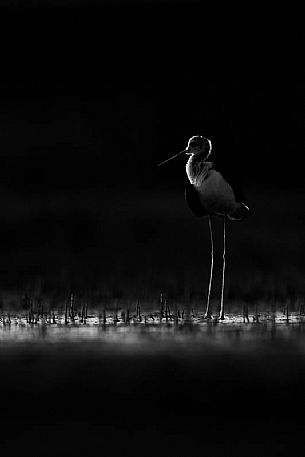 himantopus himantopus - A backlit shape of a cavaliere d'italia, an elegant bird