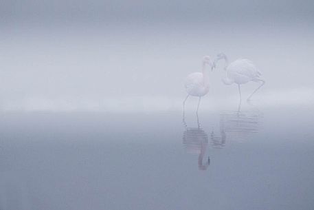 Phoenicopterus roseus - like two dancer in a foggy winter morning Phoenicopterus roseus - like two dancer in a foggy winter morning