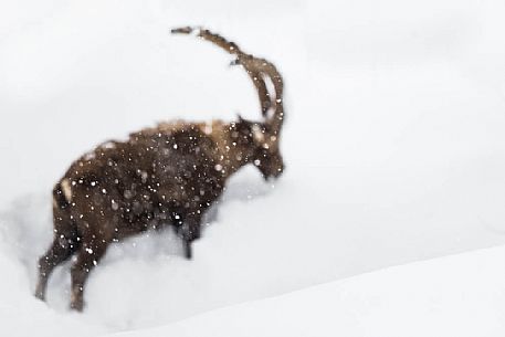 the out - of focus shape of an alpine ibex (capra ibex) seen trough falling snowflakes the out - of focus shape of an alpine ibex (capra ibex) seen trough falling snowflakes