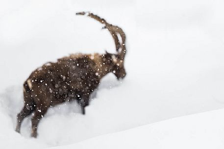 the out - of focus shape of an alpine ibex (capra ibex) seen trough falling snowflakes