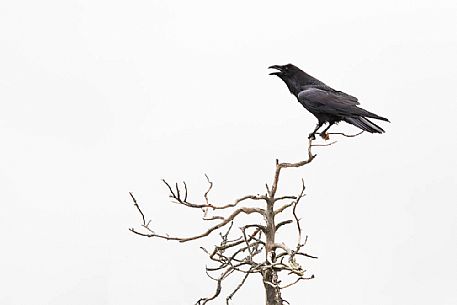  Common Raven