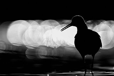 Tringa totanus - a backlit monochrome shape with out of focus reflections as background
