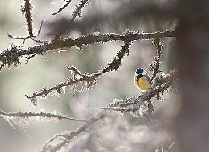 Cyanistes caeruleus backlit