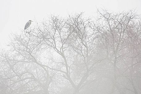 Ardea cinerea -  a grey heron perched on a tree surrounded by fog