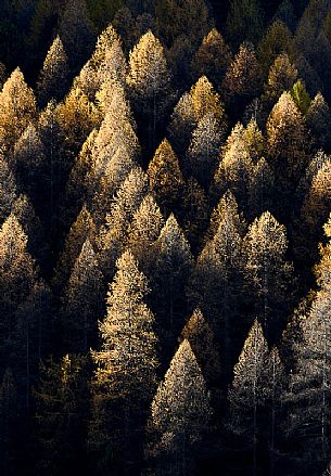 Larix  - larches in autumn sunset