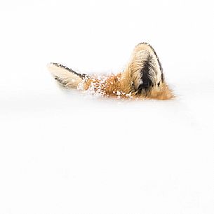 vulpes vulpes - the ears of a red fox emerges from the snow vulpes vulpes - the ears of a red fox emerges from the snow