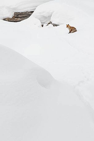vulpes vulpes - a red splash of colour on the white landscape vulpes vulpes - a red splash of colour on the white landscape
