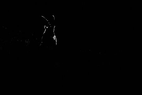The shape of an alpine ibex lit by the very first lights of a new day The shape of an alpine ibex lit by the very first lights of a new day