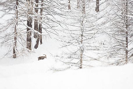 Alpine ibex (capra ibex ) in a total white enviroment