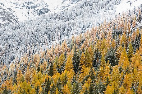 Larix  - larches in autumn sunset