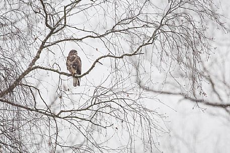 A common buzzard - buteo buteo - during the first snowfall of the year A common buzzard - buteo buteo - during the first snowfall of the year