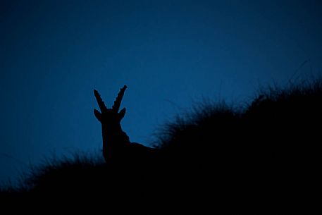 Alpine ibex silhouette 