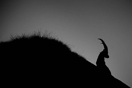 Alpine ibex silhouette 