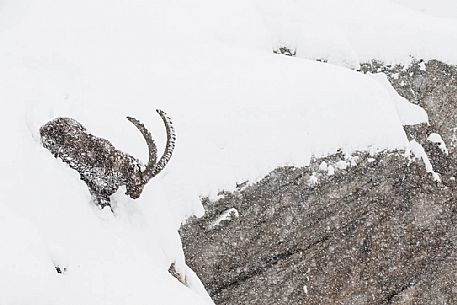 Alpine ibex (capra ibex ) in a total white enviroment