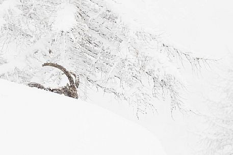 Alpine ibex (capra ibex ) in a total white enviroment